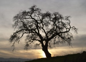 Storyteller Tree