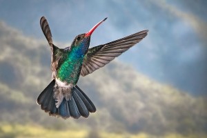 BroadbilledHummingbird