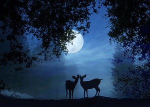 deer-in-moonlight-stephanie-laird