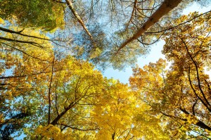 Trees Upward